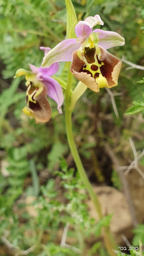 דבורנית נאה בנחל כזיב